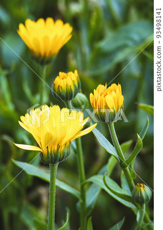 Calendula arvensis, Field marigold yellow flowers growing in herb garden Calendula arvensis, Field marigold yellow flowers growing in herb garden 93498141