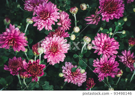 Dendranthema grandiflorum, Florist's chrysanthemum flowering plant in flower garden Dendranthema grandiflorum, Florist's chrysanthemum flowering plant in flower garden 93498146