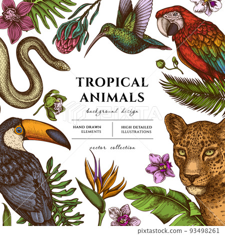 Tropical animals hand drawn illustration design. Background with retro leopard, snake, hummingbird, toucan, scarlet macaw, monstera, banana palm leaves, strelitzia, protea, phalaenopsis. Tropical animals hand drawn illustration design. Background with retro leopard, snake, hummingbird, toucan, scarlet macaw, monstera, banana palm leaves, strelitzia, protea, phalaenopsis. 93498261