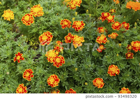French Marigold in full bloom French Marigold in full bloom 93498320