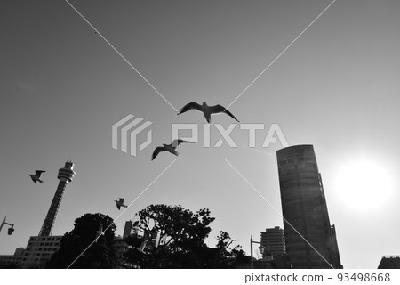 Seagulls flying in the sky of Yokohama 93498668