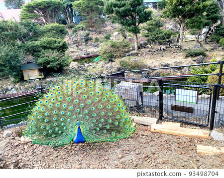 Peacock spreading wings Peacock spreading wings 93498704