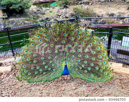 Peacock spreading wings 93498705