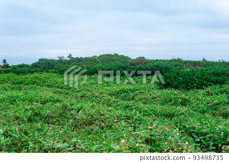 thickets of sasa bamboo and dwarf pines on Kunashir island, natural seaside landscape thickets of sasa bamboo and dwarf pines on Kunashir island, natural seaside landscape 93498735