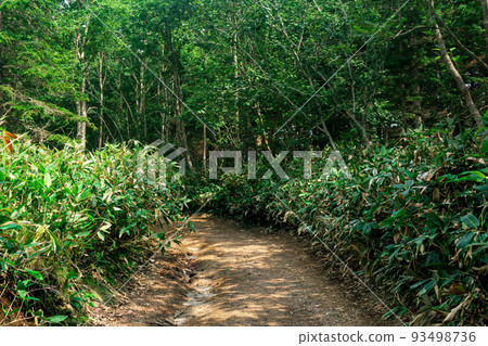 dirt road among bamboo in subtropical forest, Kunashir dirt road among bamboo in subtropical forest, Kunashir 93498736