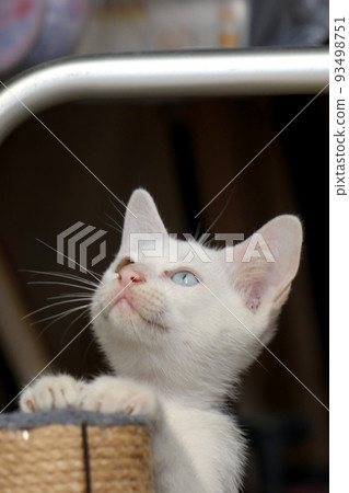 Odd-eyed white cat staring at something Odd-eyed white cat staring at something 93498751