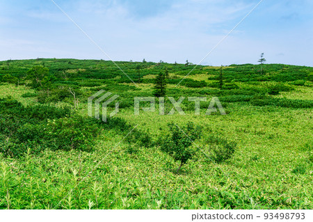 thickets of sasa bamboo and dwarf pines on Kunashir island, natural typical landscape thickets of sasa bamboo and dwarf pines on Kunashir island, natural typical landscape 93498793