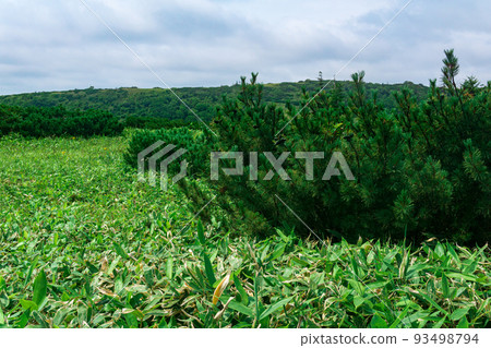 thickets of sasa bamboo and dwarf pines on a foreground on Kunashir island, natural typical landscape thickets of sasa bamboo and dwarf pines on a foreground on Kunashir island, natural typical landscape 93498794
