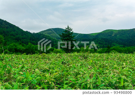 forest landscape of Kunashir island, mountain forest with curved trees and bamboo thickets forest landscape of Kunashir island, mountain forest with curved trees and bamboo thickets 93498800