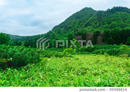 forest landscape of Kunashir island, mountain forest with curved trees and bamboo thickets forest landscape of Kunashir island, mountain forest with curved trees and bamboo thickets 93498814