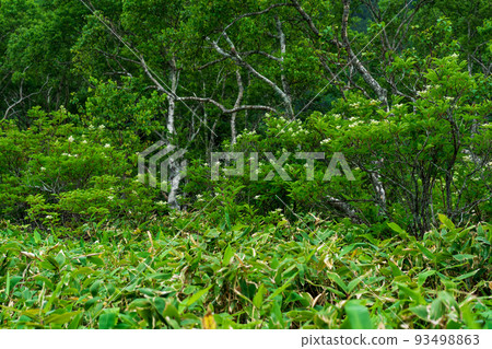 wooded landscape of Kunashir island, monsoon coastal forest with curved birches and bamboo thickets wooded landscape of Kunashir island, monsoon coastal forest with curved birches and bamboo thickets 93498863