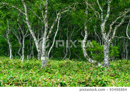 stone birches among bamboo thickets, wooded landscape of Kunashir island, monsoon coastal forest stone birches among bamboo thickets, wooded landscape of Kunashir island, monsoon coastal forest 93498864