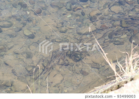 香魚成群游動 香魚成群游動 93499003