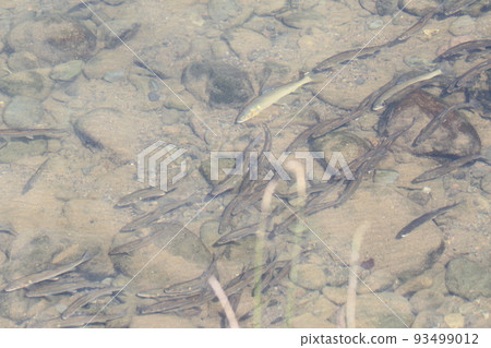 香魚成群游動 香魚成群游動 93499012