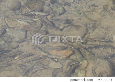 香魚成群游動 93499023