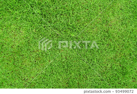 Green grass texture background, Top-down of grass garden Ideal concept used for making green flooring, lawn for training football pitch, Grass Golf Courses green lawn pattern textured background. 93499072