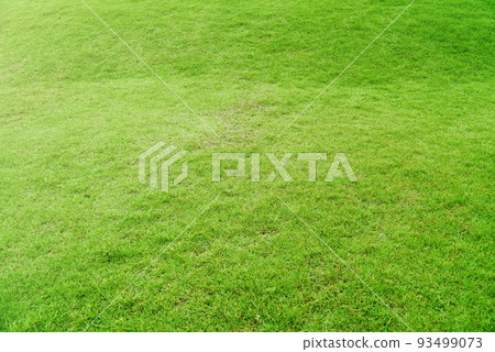 Green grass background texture. The element of design Top-down grass garden Ideal concept used for making green flooring lawn for training football pitch Grass Golf Courses green lawn pattern textured 93499073