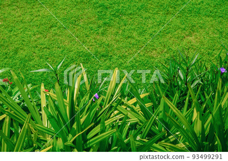 The evening sun shines on the lawn in front of the house, pictures of green leaves, and blurred lawns used as background images, garden landscape designs, garden decorations for the background. 93499291