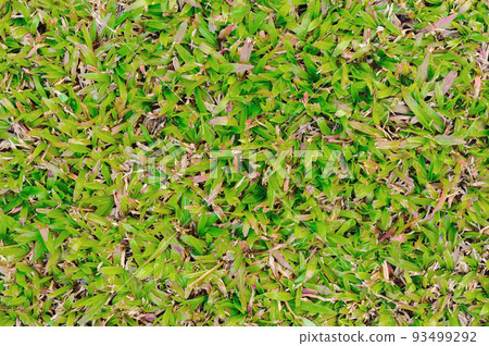 Texture of dead grass top view wallpaper nature background blurred, Green and yellow grass texture the lack of garden and maintenance until the damage Pests and disease field in bad condition. 93499292
