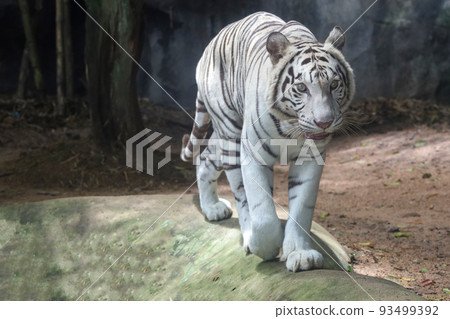 Close up white tiger is sit down and rest on floor Close up white tiger is sit down and rest on floor 93499392