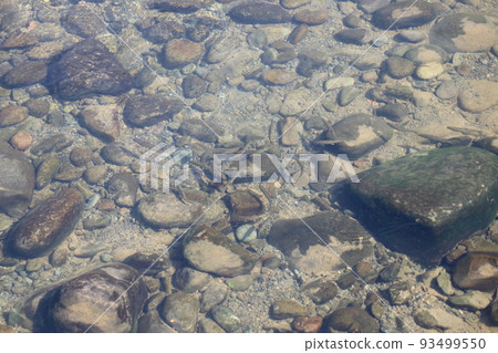 香魚成群游動 93499550