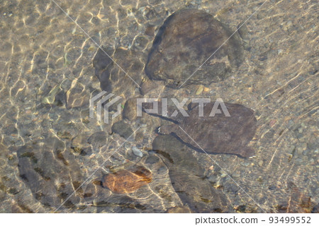 soft-shelled turtle walking in water soft-shelled turtle walking in water 93499552