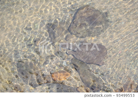 水中行走的甲魚 水中行走的甲魚 93499553