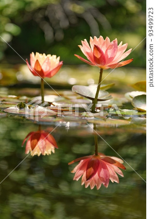蓮花在水面上 93499723