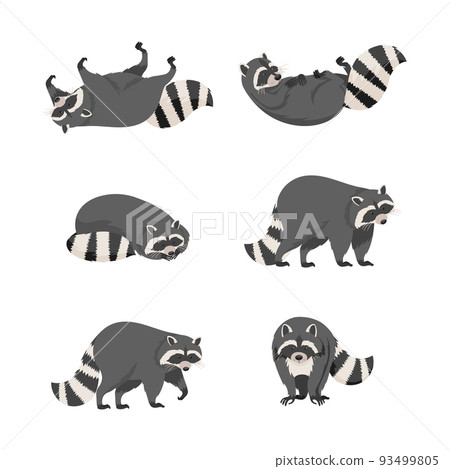 Set of cute gray raccoons in everyday activities cartoon vector illustration 93499805
