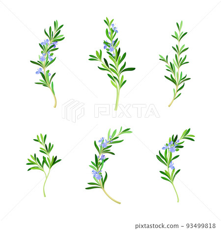 Set of sprigs of fresh flowering rosemary, Spice herb plant cartoon vector illustration 93499818