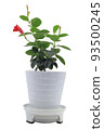 白色背景上的曼德維拉花盆 93500245