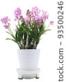 白色背景上的花盆 93500246