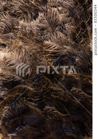 Brown ostrich feathers and down 93500344