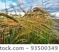 backdrop of ripening ears of yellow wheat field on the sunset 93500349