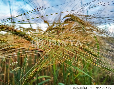 backdrop of ripening ears of yellow wheat field on the sunset 93500349