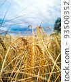 ripening ears of yellow wheat field on the cloudy background 93500352