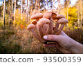 hand holds honey mushrooms in the autumn forest. close-up. beautiful edible mushrooms in sunlight 93500359