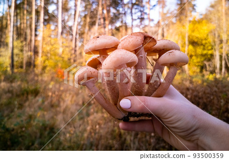 hand holds honey mushrooms in the autumn forest. close-up. beautiful edible mushrooms in sunlight 93500359