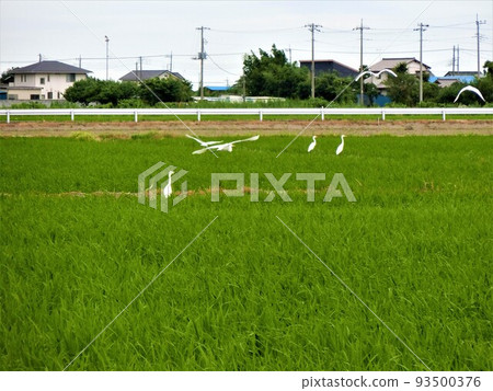 Egret and countryside 93500376
