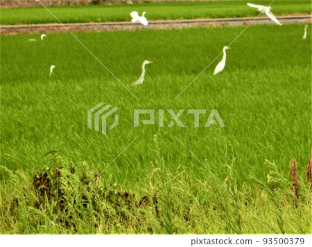 白鷺和鄉村 93500379