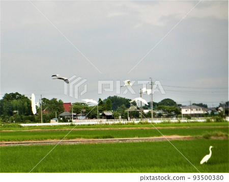 白鷺和鄉村 93500380
