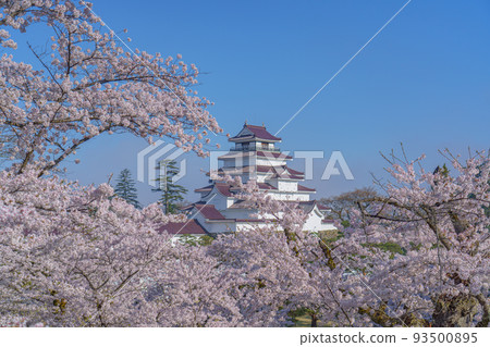 Tsuruga Castle with cherry blossoms in full bloom Aizuwakamatsu sightseeing (spring) 93500895