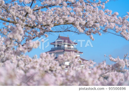 Tsuruga Castle with cherry blossoms in full bloom Aizuwakamatsu sightseeing (spring) Tsuruga Castle with cherry blossoms in full bloom Aizuwakamatsu sightseeing (spring) 93500896