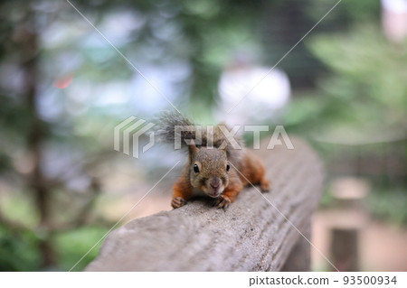 Cute squirrel Japanese squirrel 93500934