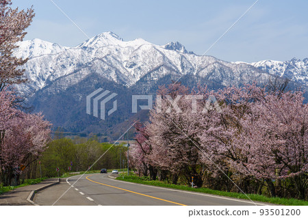 東京大學森林植物園櫻花樹北海道富良野觀光春天 93501200
