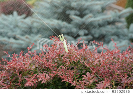 Green stick insect on a red plant during rain. Green stick insect on a red plant during rain. 93502986