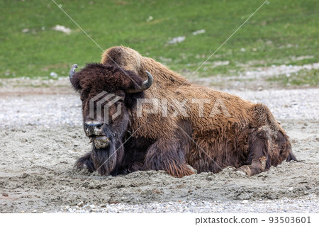 American buffalo known as bison, Bos bison in a german park 93503601