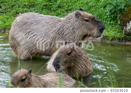Capybara, Hydrochoerus hydrochaeris grazing on fresh green grass 93503610