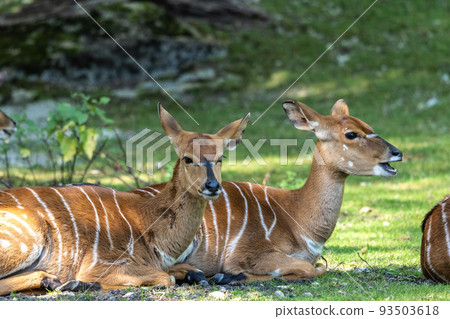 Nyala Antelope - Tragelaphus angasii. Wild life animal. Nyala Antelope - Tragelaphus angasii. Wild life animal. 93503618