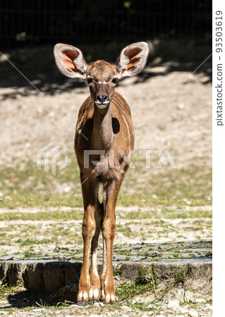 Greater kudu, Tragelaphus strepsiceros is a woodland antelope 93503619